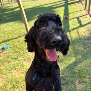 Oreo Orieal -  Standard Poodle and Mixed Breed Dog for Adoption in Houston, Texas - Oreo Orieal | PetCurious