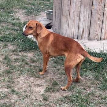 Foxhound and Mixed Breed Dogs Available for Adoption in Partlow, Virginia - Legs | PetCurious