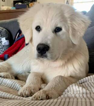 Great Pyrenees Dogs Available for Adoption - Adeline | PetCurious