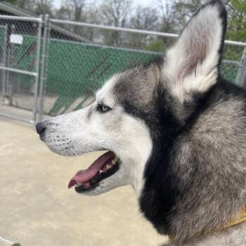 Husky Dogs Available for Adoption in Belleville, Illinois - Blaze | PetCurious