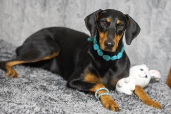 Doberman Pinscher Dogs Available for Adoption in Pearland, Texas - Luna Lynn  | PetCurious