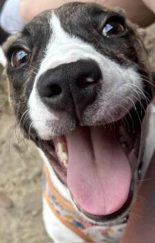 Rescue American Staffordshire Terrier Dogs for Adoption in Allendale, South Carolina - Sandy | PetCurious