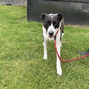 Australian Cattle Dog Blue Heeler and Pit Bull Terrier Dogs Available for Adoption in Long Beach, California - Harley | PetCurious