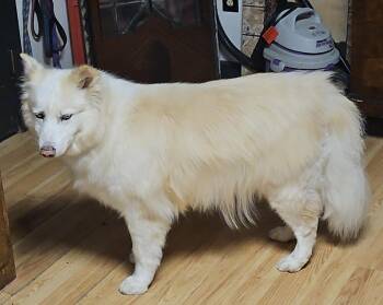 Sam -  Siberian Husky Dog for Adoption in Rainbow City, Alabama - Sam | PetCurious