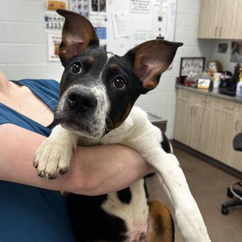 Bing Bong -  Mixed Breed Dog for Adoption in Chattanooga, Tennessee - Bing Bong | PetCurious