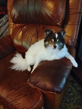 Rescue Pomeranian and Papillon Dogs for Adoption in Matthews, North Carolina - Charlie Brown | PetCurious