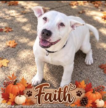 Faith -  Pit Bull Terrier and Labrador Retriever Dog for Adoption in Dallas, Texas - Faith | PetCurious