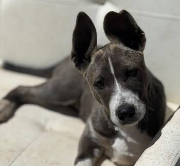 Mixed Breed Dogs Available for Adoption - Spartan | PetCurious