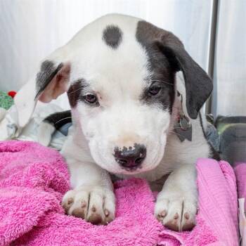 Catahoula Leopard Dog and Mixed Breed Dogs Available for Adoption in St. Louis, Missouri - BOBELA | PetCurious