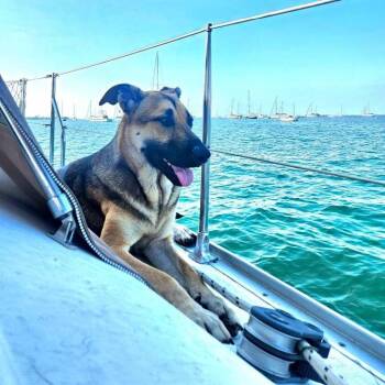Spar -  Belgian Shepherd Malinois and Mixed Breed Dog for Adoption in Lynchburg, Virginia - Spar | PetCurious