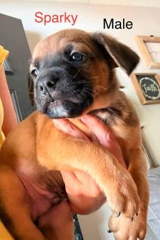 Sparky -  Dachshund and Golden Retriever Dog for Adoption in Roxboro, North Carolina - Sparky | PetCurious