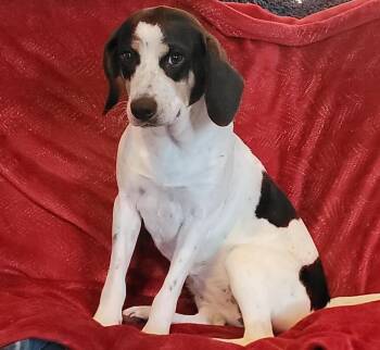 Hound Dogs Available for Adoption - Meadow | PetCurious