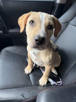 Lennox -  American Bully Dog for Adoption in Peoria, Arizona - Lennox | PetCurious