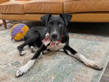 Ziggy Blue -  Labrador Retriever and Pit Bull Terrier Dog for Adoption in Friendswood, Texas - Ziggy Blue | PetCurious