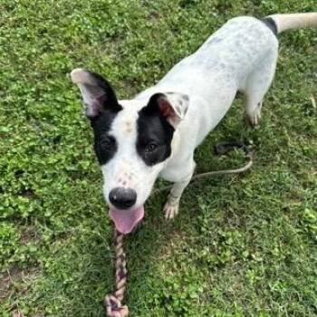 Goofy Goober -  Cattle Dog and Border Collie Dog for Adoption in Wimberley, Texas - Goofy Goober | PetCurious