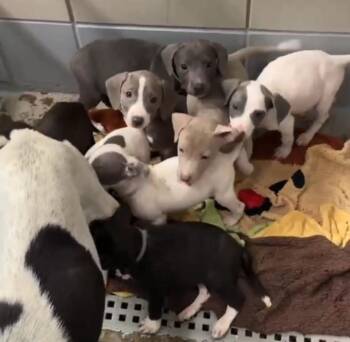 Betty -  Pit Bull Terrier and Dachshund Dog for Adoption in Sedalia, Colorado - Betty | PetCurious