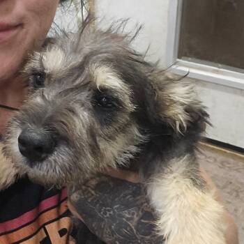 Terrier Dogs Available for Adoption in Tonopah, Arizona - Gatsby | PetCurious