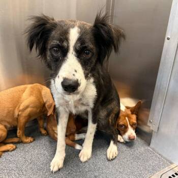 Border Collie and Mixed Breed Dogs Available for Adoption in New York, New York - Baby | PetCurious
