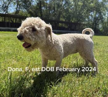 Bichon Frise and Mixed Breed Dogs Available for Adoption in Shrewsbury, Massachusetts - Dona | PetCurious