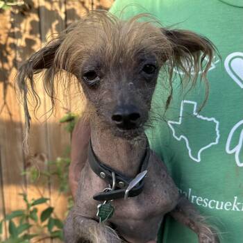 Shogun - Local July 10-12 -  Chinese Crested Dog Dog for Adoption in Brookshire, Texas - Shogun - Local July 10-12 | PetCurious