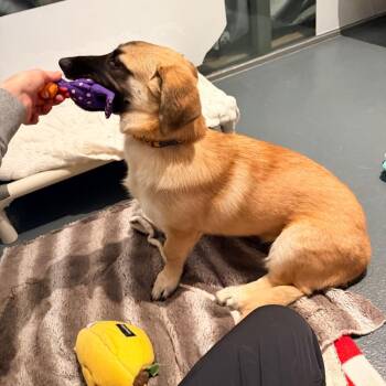 Mixed Breed Dogs Available for Adoption - Spring | PetCurious