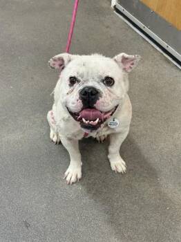 English Bulldog Dogs Available for Adoption - CASPER | PetCurious