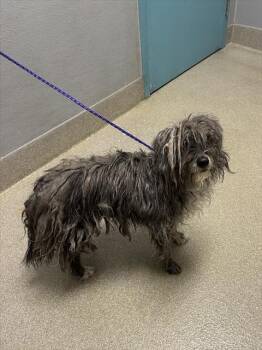 Terrier and Mixed Breed Dogs Available for Adoption - MYCRO | PetCurious