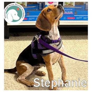 Beagle Dogs Available for Adoption in Wadsworth, Illinois - Stephanie | PetCurious