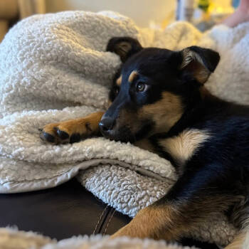 Rescue German Shepherd Dog and Mixed Breed Dogs for Adoption in Crystal, Minnesota - Maleficent | PetCurious