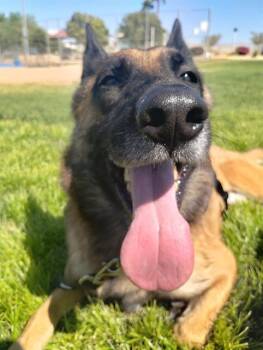 Rescue German Shepherd Dog Dogs for Adoption in Thousand Palms, California - MAX | PetCurious