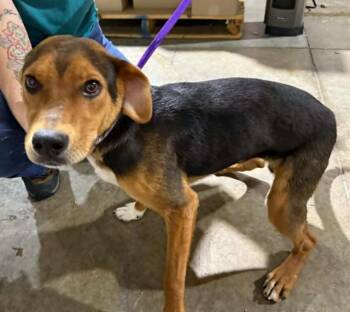 TIGGER -  Harrier and Mixed Breed Dog for Adoption in Colorado Springs, Colorado - TIGGER | PetCurious