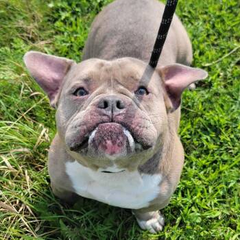 Nimbus -  English Bulldog and Mixed Breed Dog for Adoption in Dover, New Hampshire - Nimbus | PetCurious