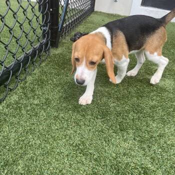 ETG6 7983 -  Beagle Dog for Adoption in Loxahatchee Groves, Florida - ETG6 7983 | PetCurious