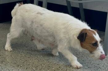 Jack Russell Terrier Dogs Available for Adoption in Thompson Falls, Montana - Clover | PetCurious