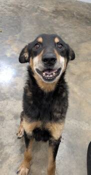 Rescue Shepherd Dogs for Adoption in Osage Beach, Missouri - Turbo | PetCurious