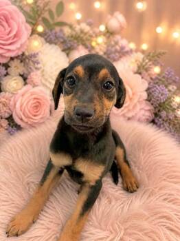 Coonhound and Mixed Breed Dogs Available for Adoption in St. Augustine, Florida - EmmyLou | PetCurious