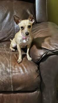 Boba -  Chihuahua Dog for Adoption in Fort Collins, Colorado - Boba | PetCurious
