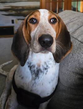 Treeing Walker Coonhound and Bluetick Coonhound Dogs Available for Adoption in Sharon, Connecticut - Beau | PetCurious