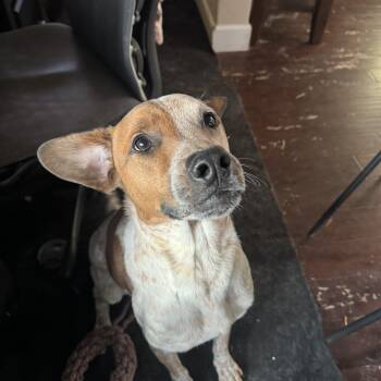 Rescue Mixed Breed Dogs for Adoption in Puyallup, Washington - George | PetCurious