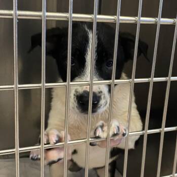 Mixed Breed Dogs Available for Adoption in Ardmore, Oklahoma - Kicker | PetCurious