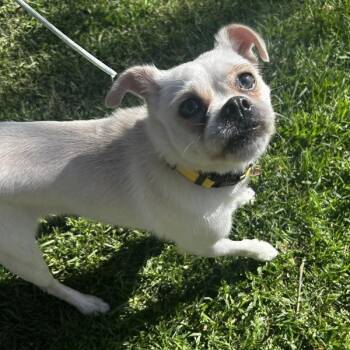 Pug and Chihuahua Dogs Available for Adoption - Guinness | PetCurious