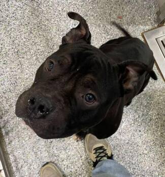 Pit Bull Terrier Dogs Available for Adoption - Jerry | PetCurious