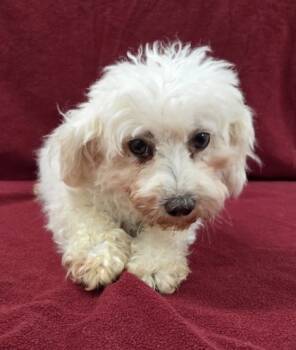 Rescue Maltese and Poodle Dogs for Adoption in Malvern, Pennsylvania - Morgan | PetCurious
