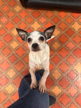 Rescue Chihuahua Dogs for Adoption in Foster, Rhode Island - Milo | PetCurious