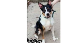Rescue Cattle Dog Dogs for Adoption in Dallas, Texas - Buster (CP) | PetCurious
