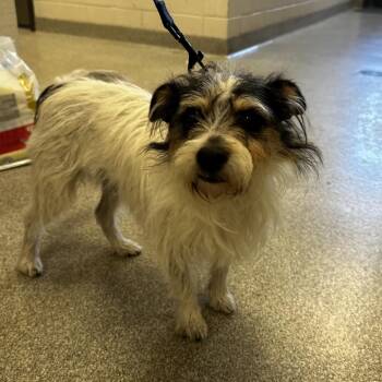 Phina -  Mixed Breed Dog Available for Adoption in Oak Brook, Illinois - Phina | PetCurious