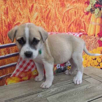 Joey -  Great Pyrenees and Australian Shepherd Dog for Adoption in Normal, Illinois - Joey | PetCurious