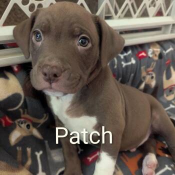 Patch D12367 -  Pit Bull Terrier and Husky Dog for Adoption - Patch D12367 | PetCurious