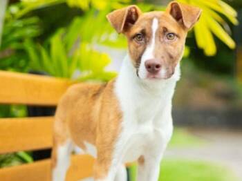 Pit Bull Terrier Dogs Available for Adoption in Portland, Oregon - Mini Muffin | PetCurious