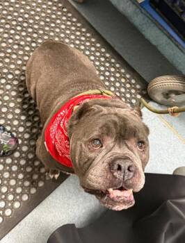 Biggie Smalls -  American Bully Dog for Adoption in Berryville, Virginia - Biggie Smalls | PetCurious